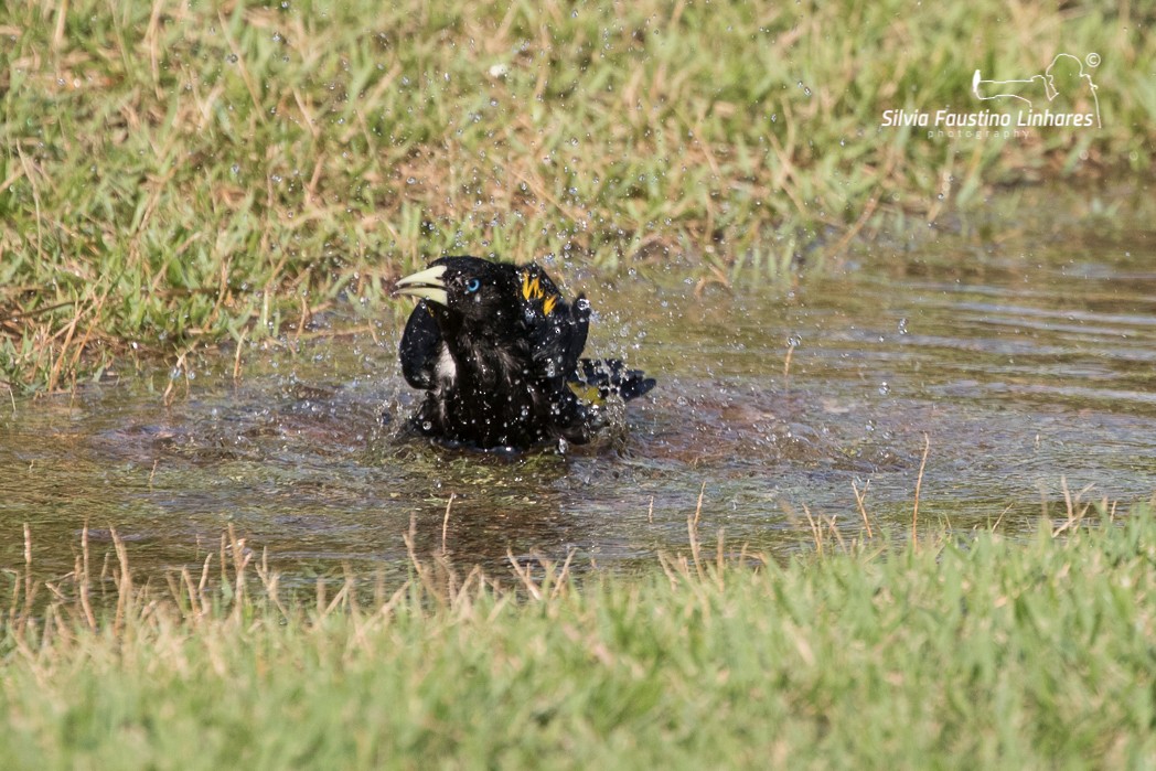 Yellow-rumped Cacique - ML121044741