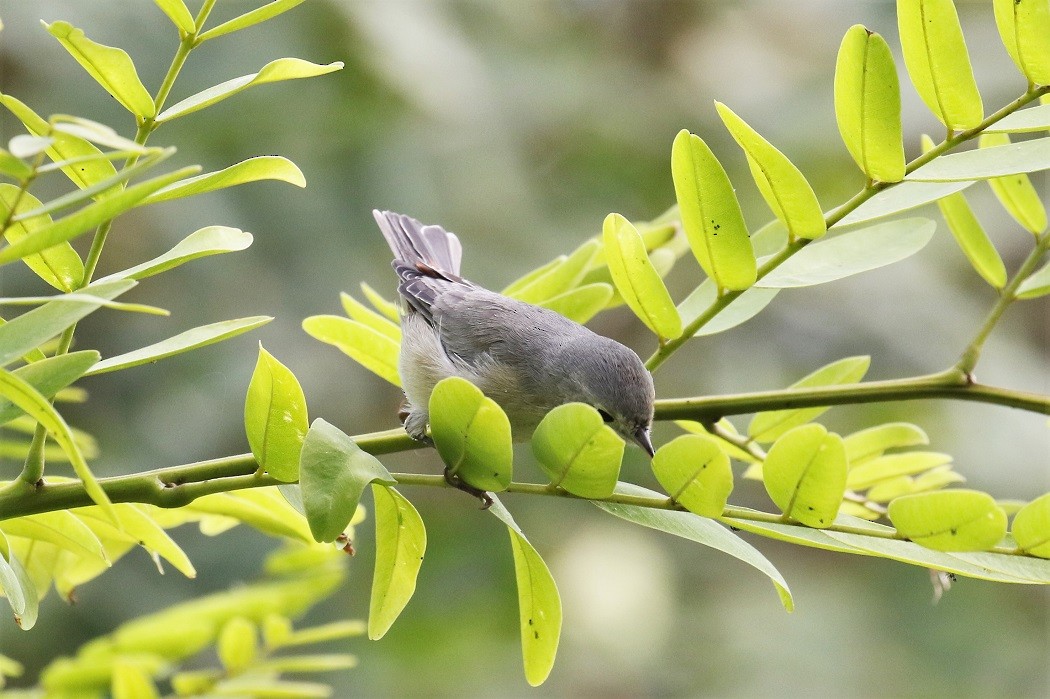 Lucy's Warbler - Tom Fangrow