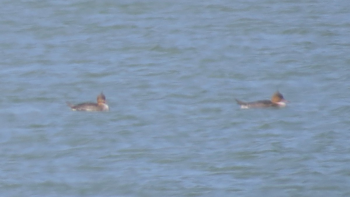 Red-breasted Merganser - ML121045841