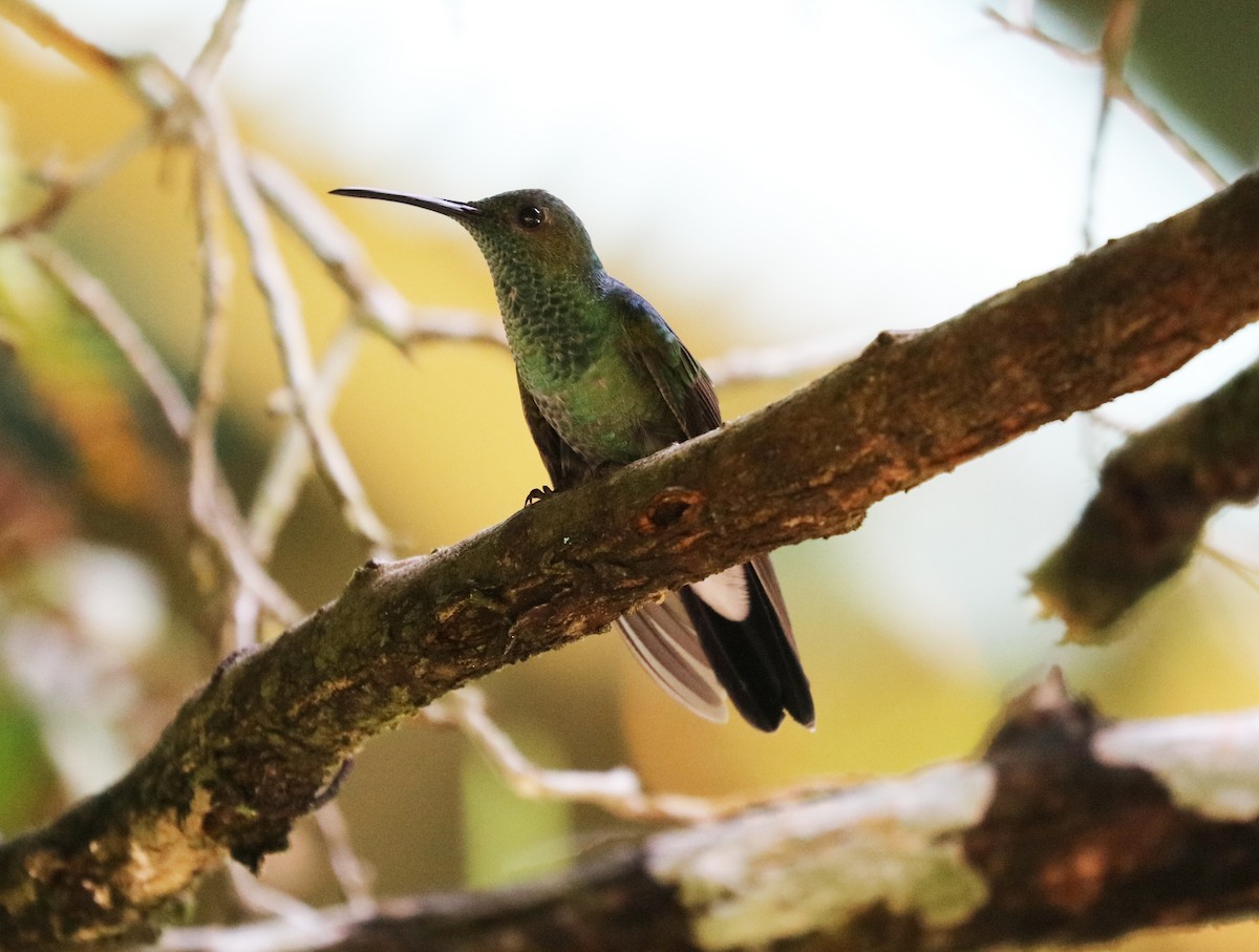 Blauschwanz-Buffonkolibri - ML121045941