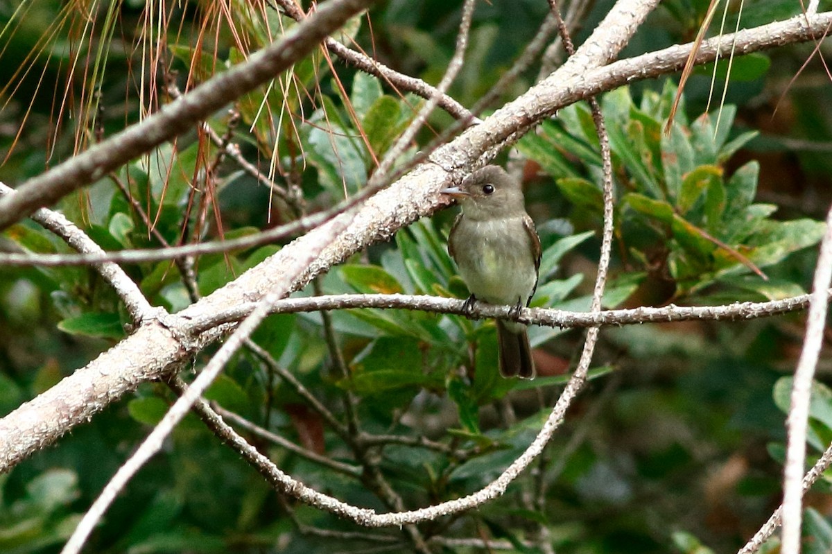 Eastern Wood-Pewee - Manfred Bienert