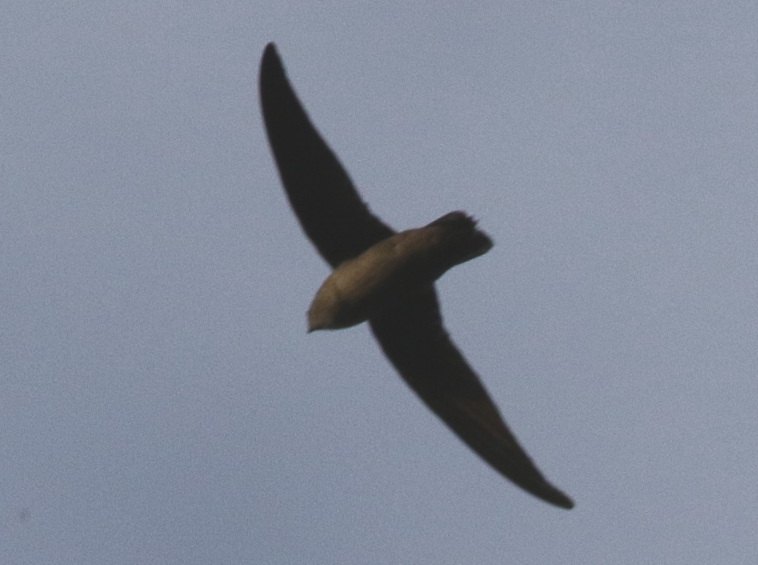 Chimney Swift - mitchell HARRIS