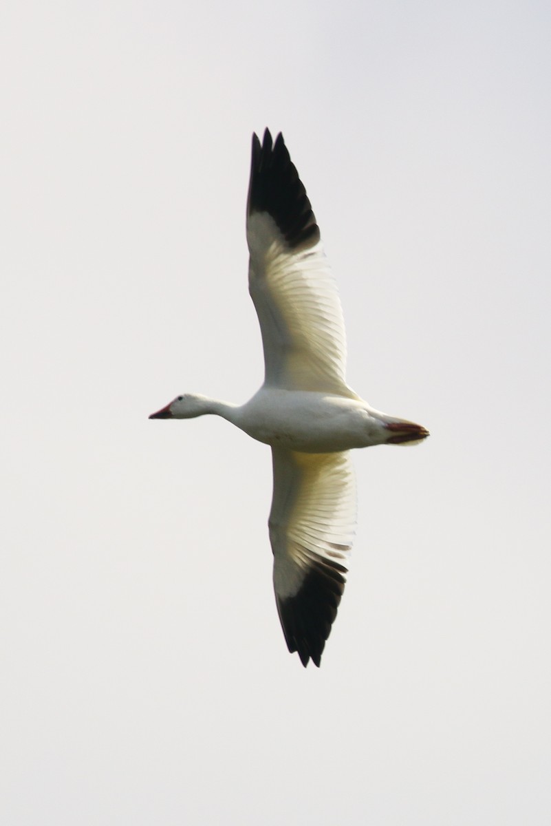 Snow Goose - ML121052811