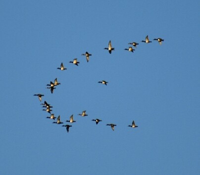 Lesser Scaup - ML121053201