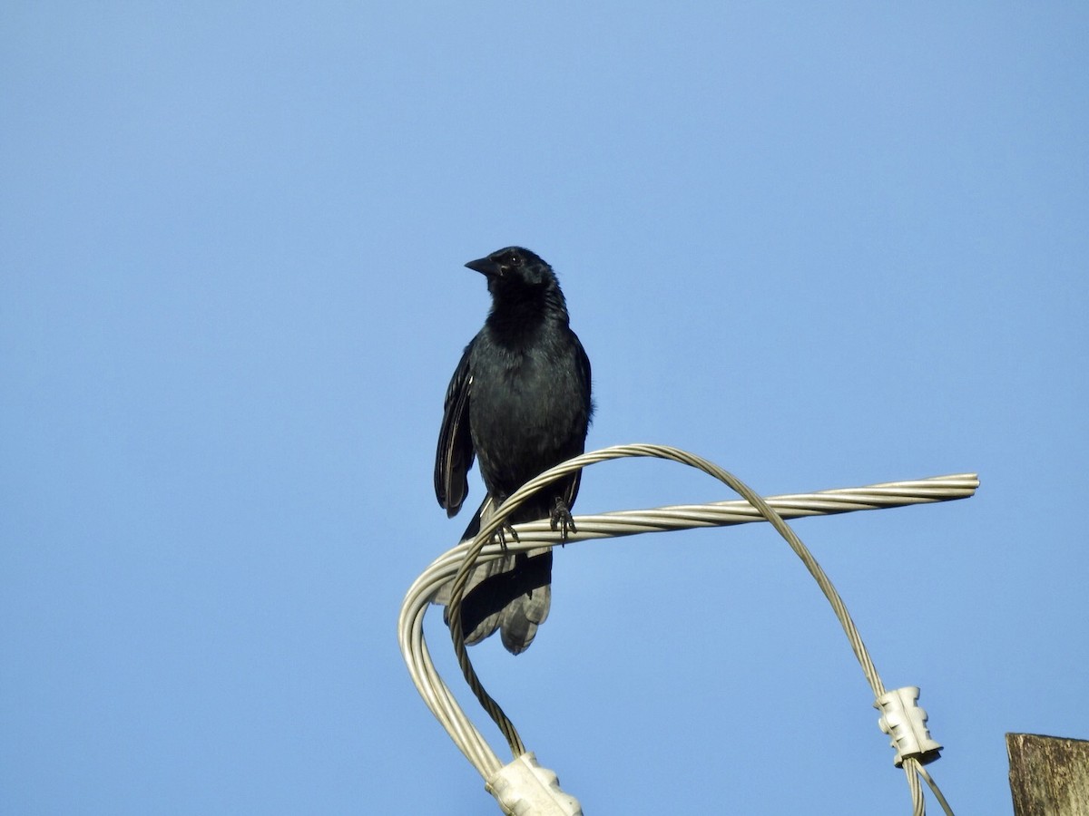 Melodious Blackbird - ML121054731