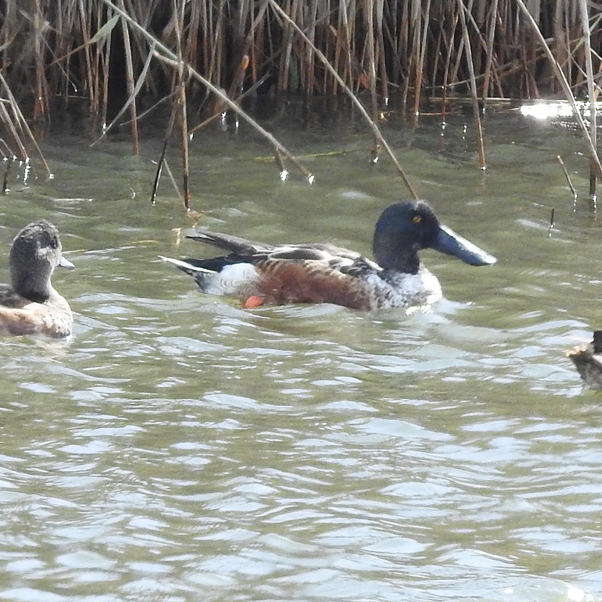 Northern Shoveler - ML121056031