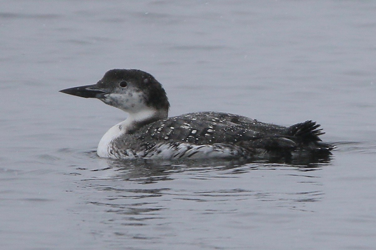 Common Loon - John King