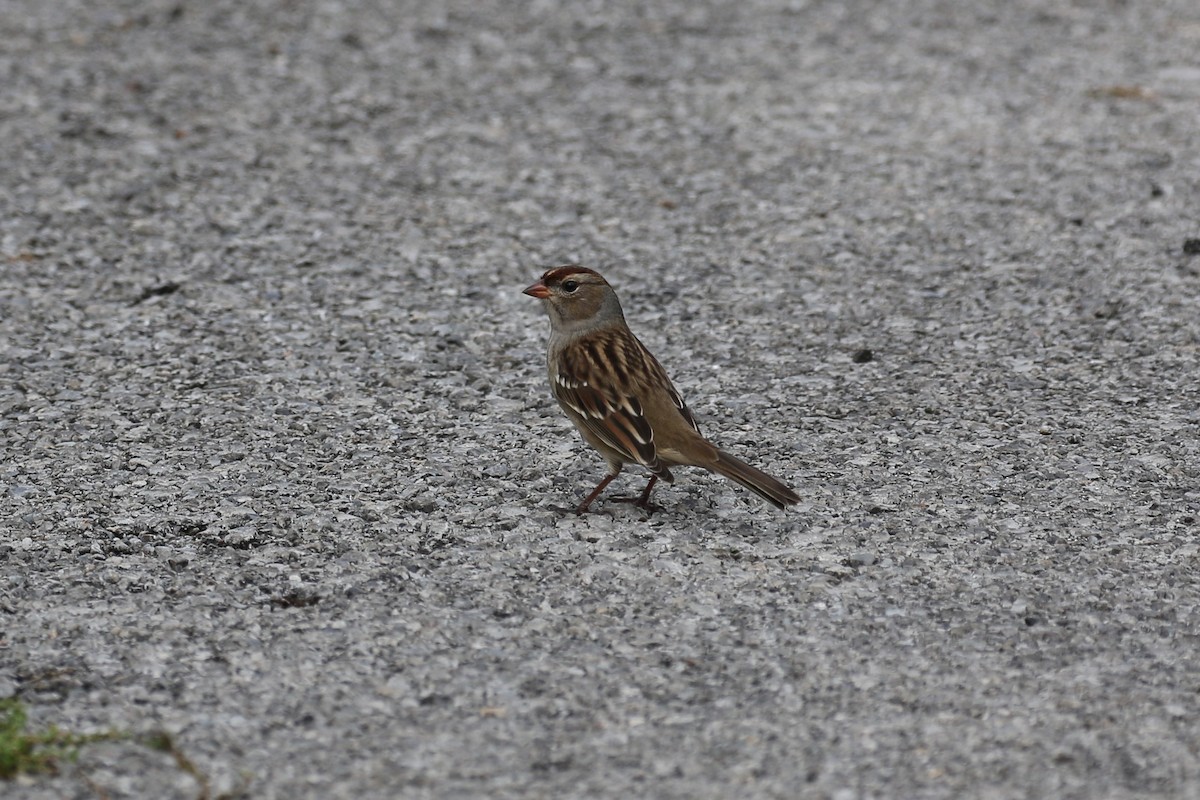 White-crowned Sparrow (leucophrys) - Jim Miles