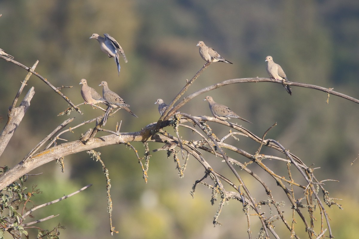 Mourning Dove - Pair of Wing-Nuts