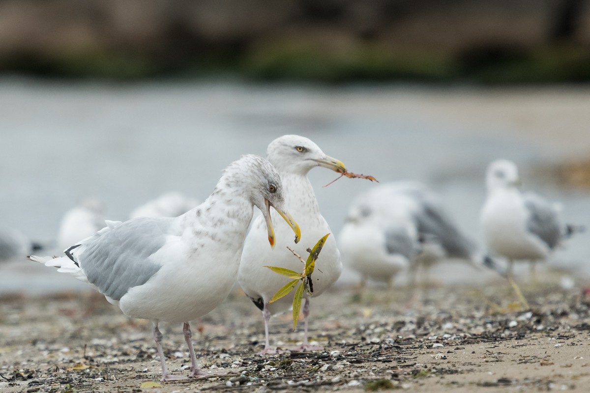 Herring Gull (American) - Ryan Griffiths