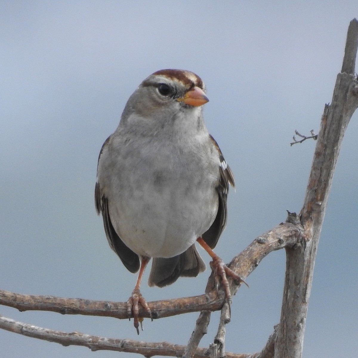 White-crowned Sparrow - ML121058721