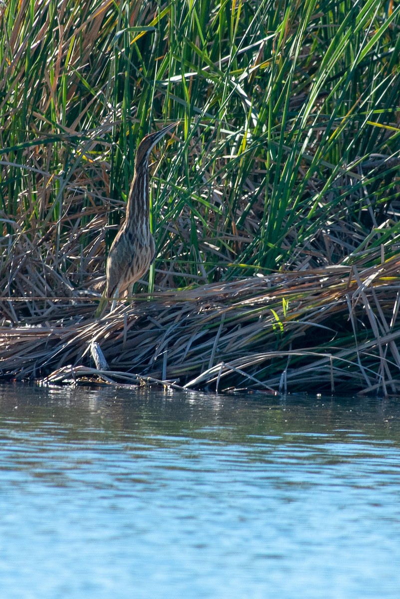 Txori zezen amerikarra - ML121059671