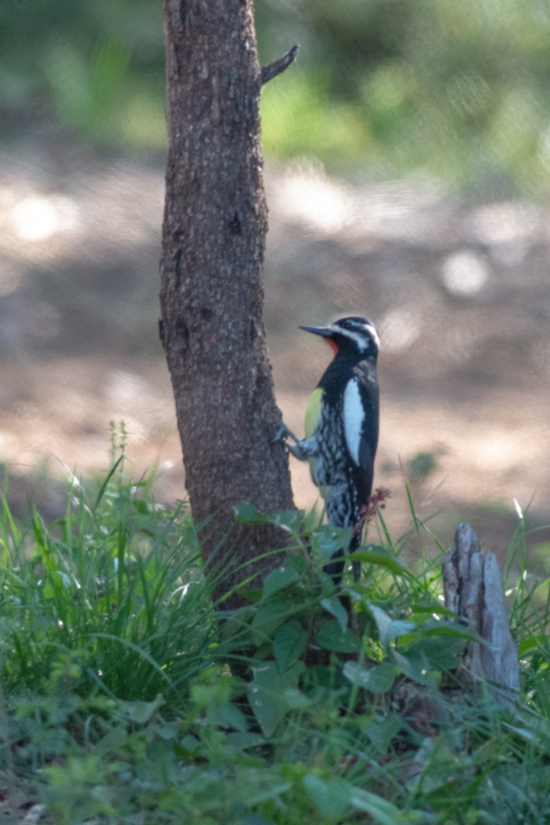 Williamson's Sapsucker - ML121060311