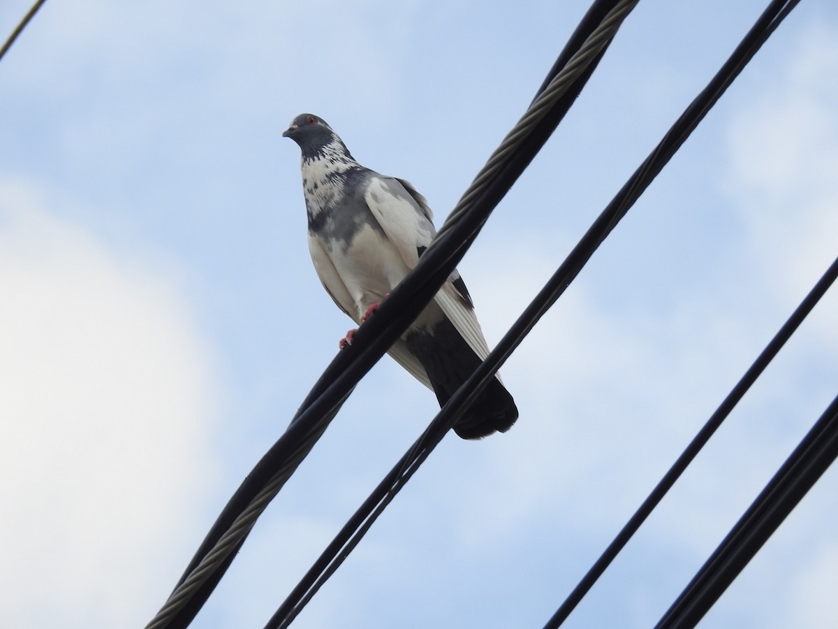 Rock Pigeon (Feral Pigeon) - ML121060821