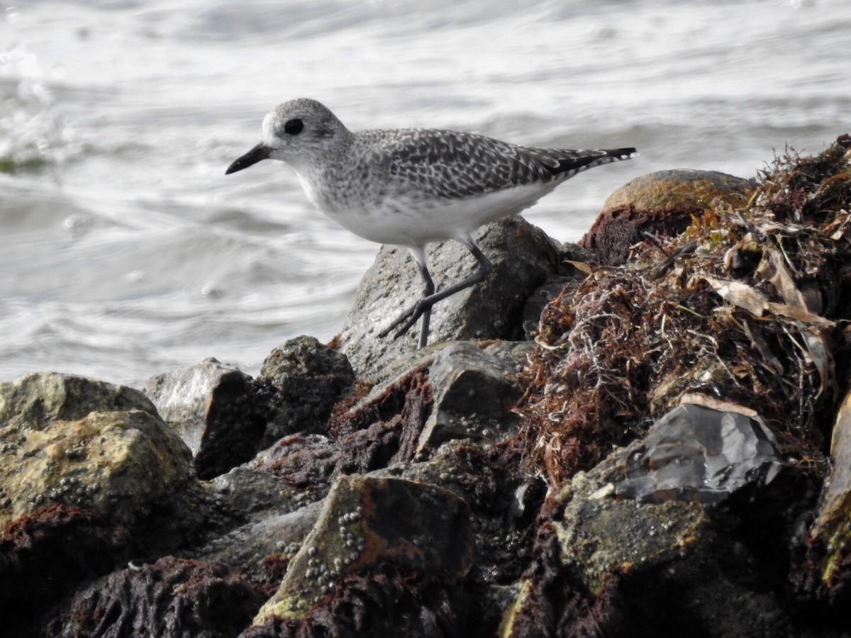 Black-bellied Plover - ML121060871