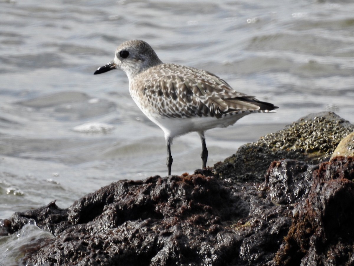 Black-bellied Plover - ML121060891