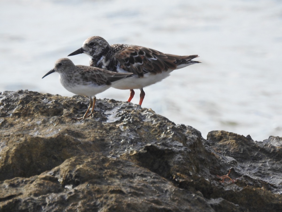 Ruddy Turnstone - ML121061351