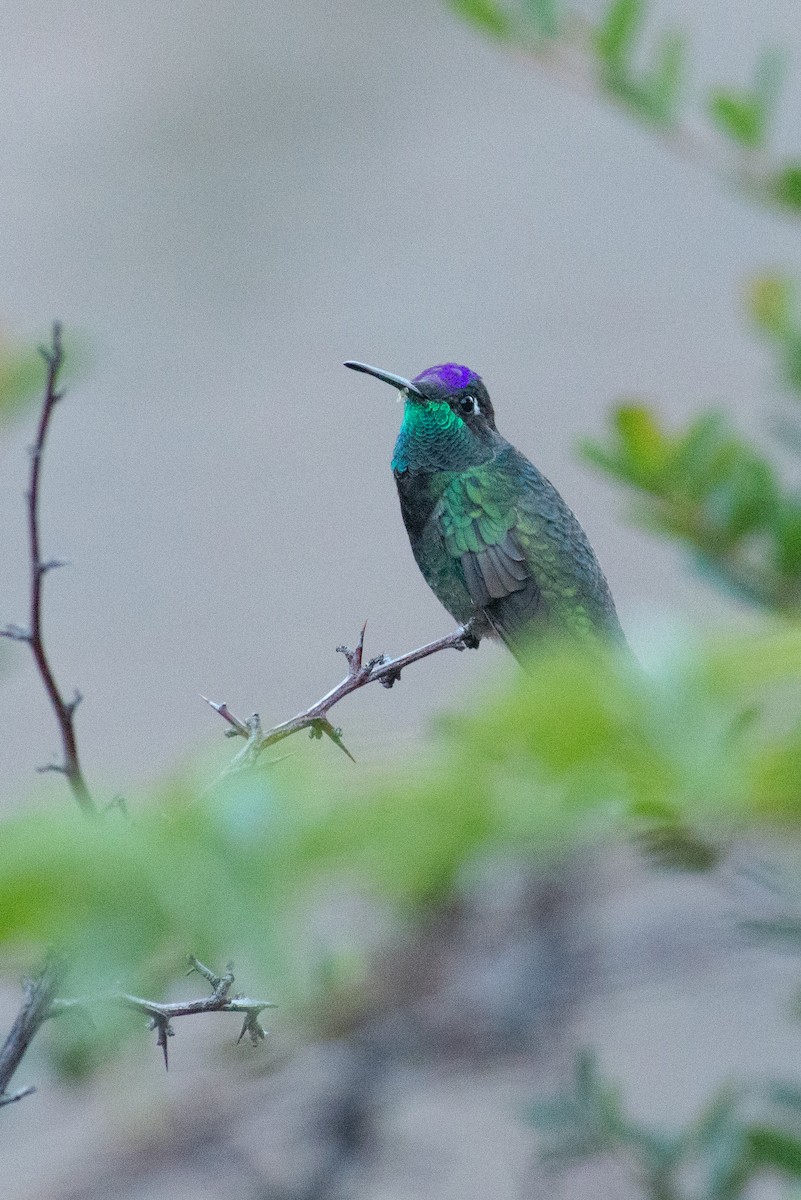 Rivoli's Hummingbird - ML121062471