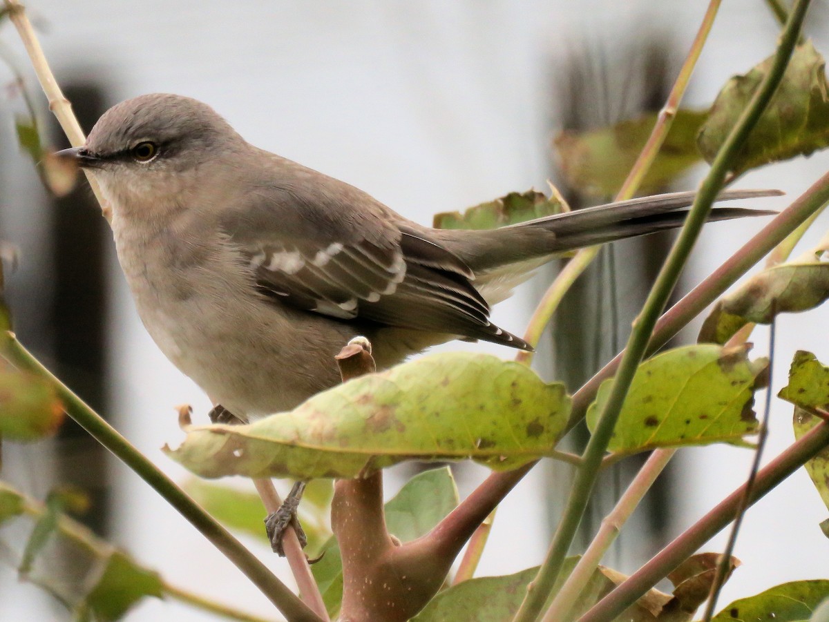 Northern Mockingbird - ML121062481