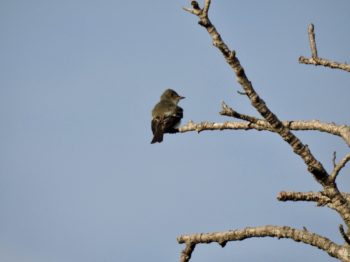 Eastern Wood-Pewee - ML121062651