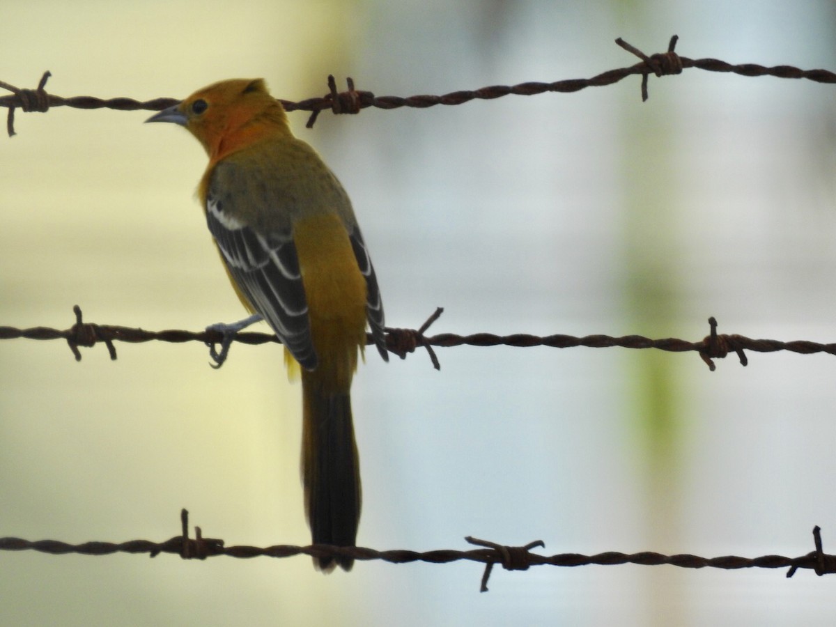 Hooded Oriole (igneus) - ML121062901