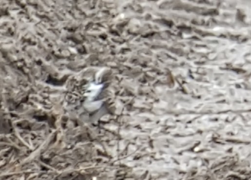 White-rumped Sandpiper - Jarmo Jalava