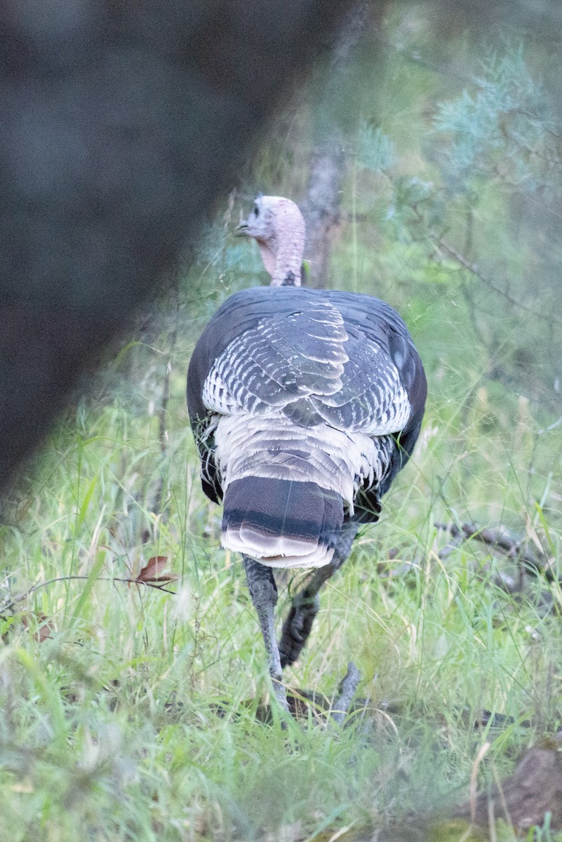 Indioilar arrunta - ML121064311