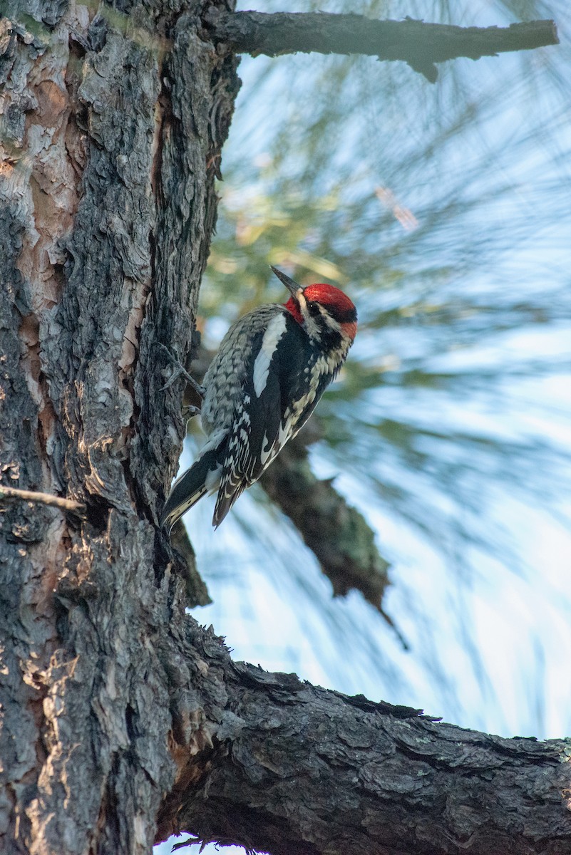 Red-naped Sapsucker - ML121064501