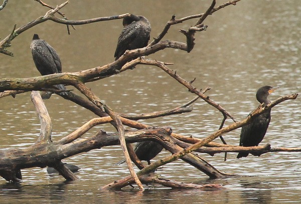 Double-crested Cormorant - sicloot