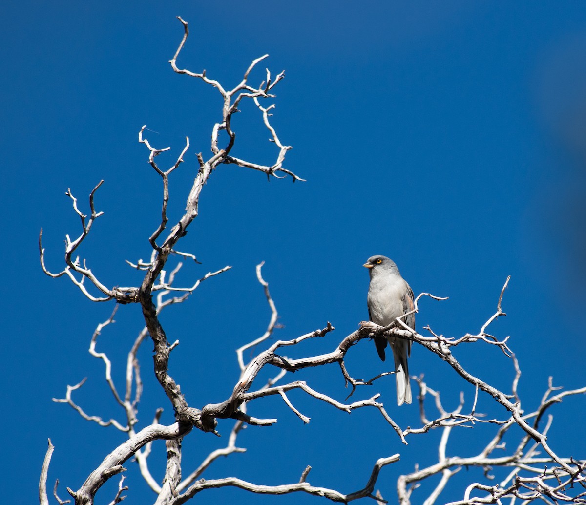 Yellow-eyed Junco - ML121064811