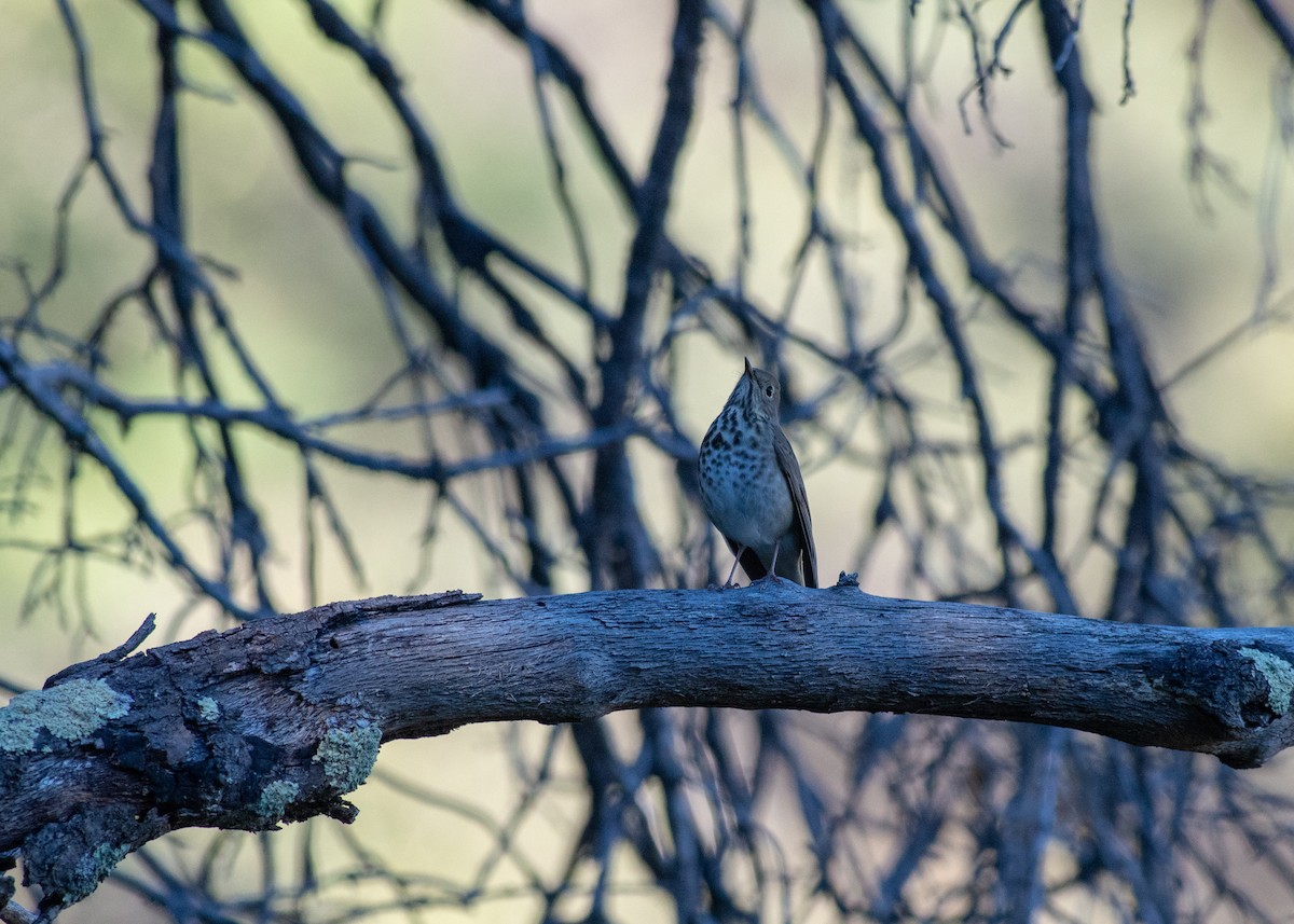 Hermit Thrush - ML121064971