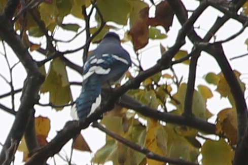 Blue Jay - ML121065001