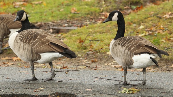 Canada Goose - sicloot