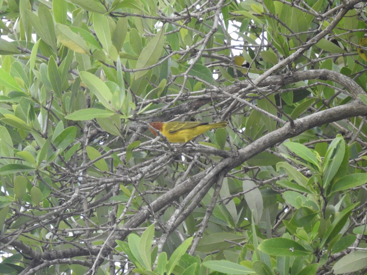 Yellow Warbler (Mangrove) - ML121066451