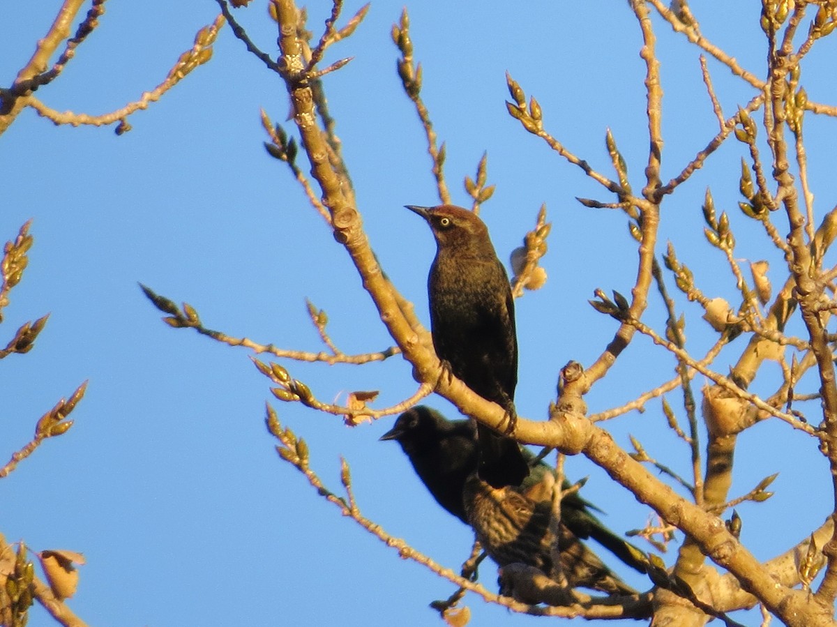 Rusty Blackbird - ML121066581