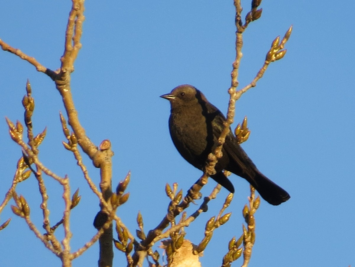 Brewer's Blackbird - ML121066661