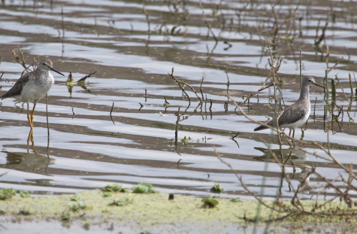 Lesser Yellowlegs - Gil Ewing