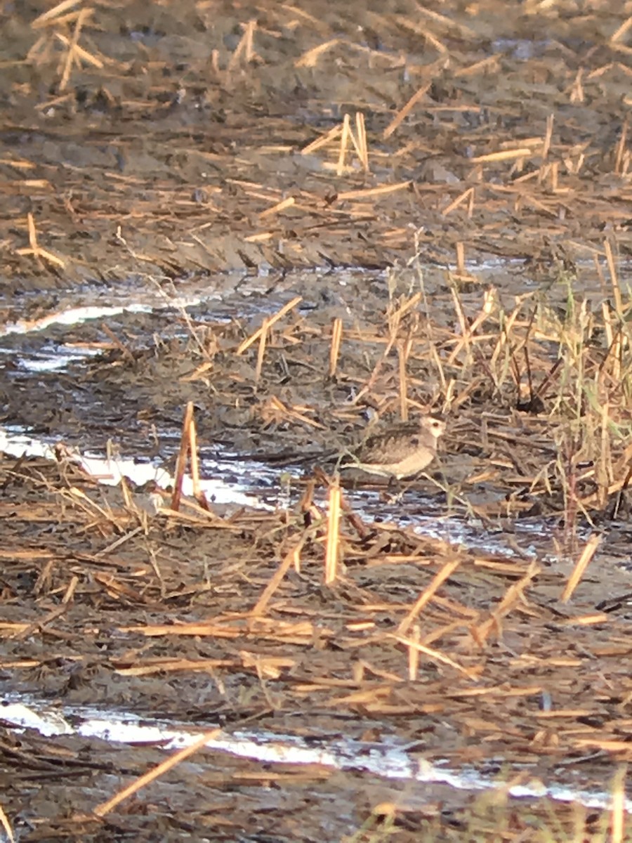 American Golden-Plover - ML121068051