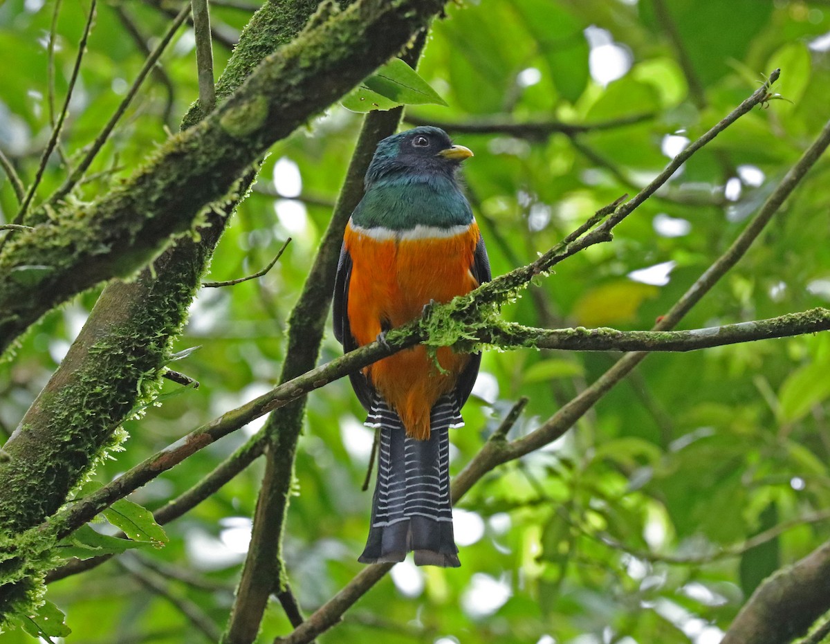 Collared Trogon (Orange-bellied) - John Bruin