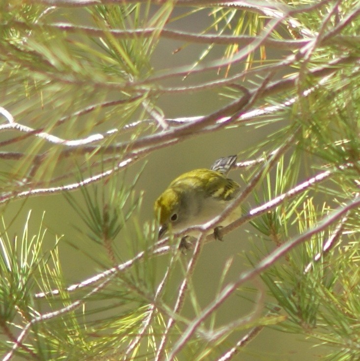 Chestnut-sided Warbler - ML121069841