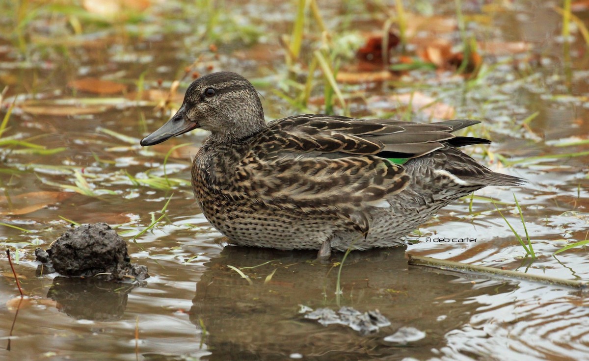 Green-winged Teal - ML121070041