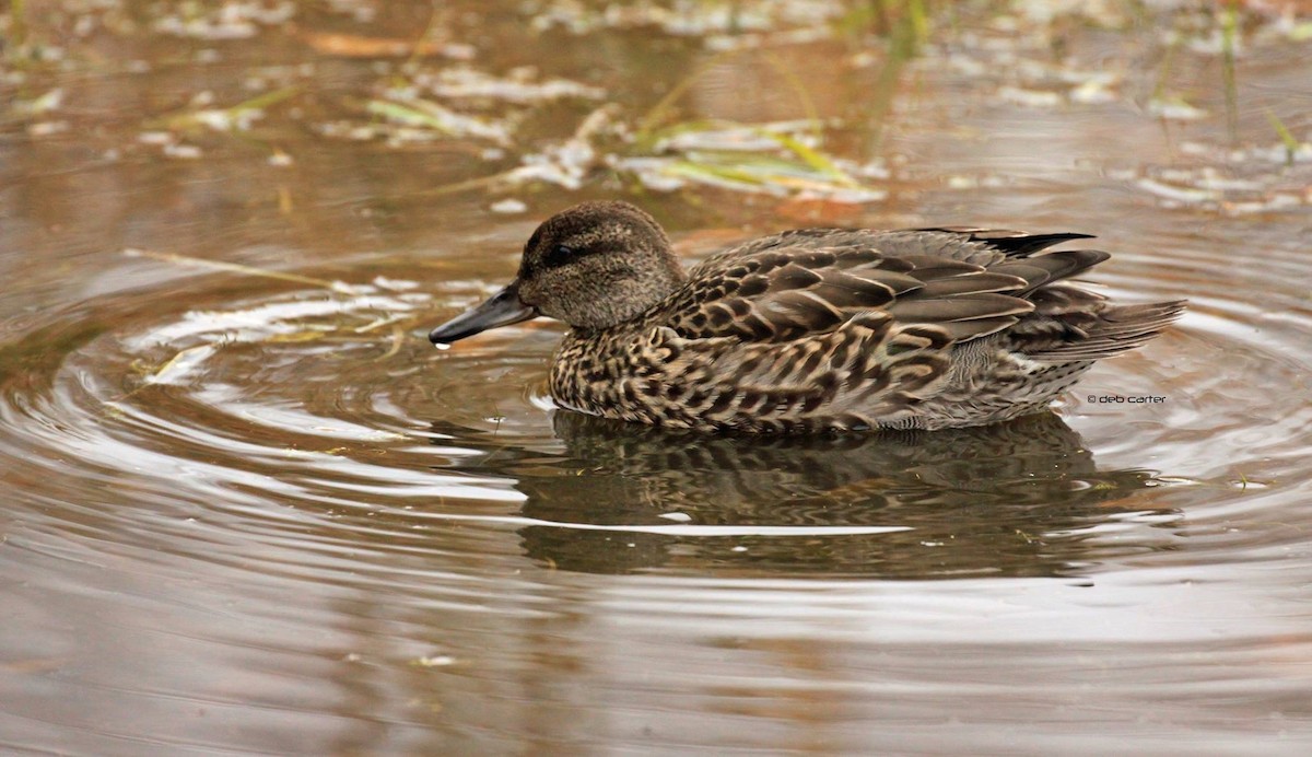 Green-winged Teal - ML121070061