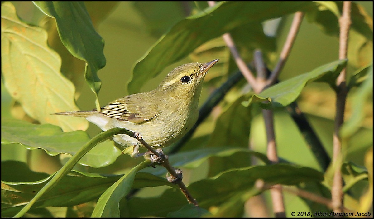 Green Warbler - ML121070361