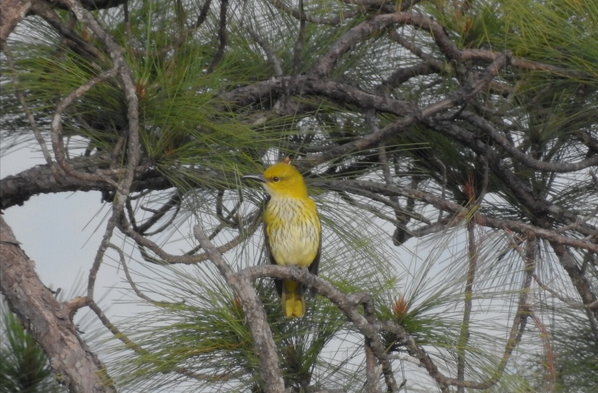 Slender-billed Oriole - ML121070521