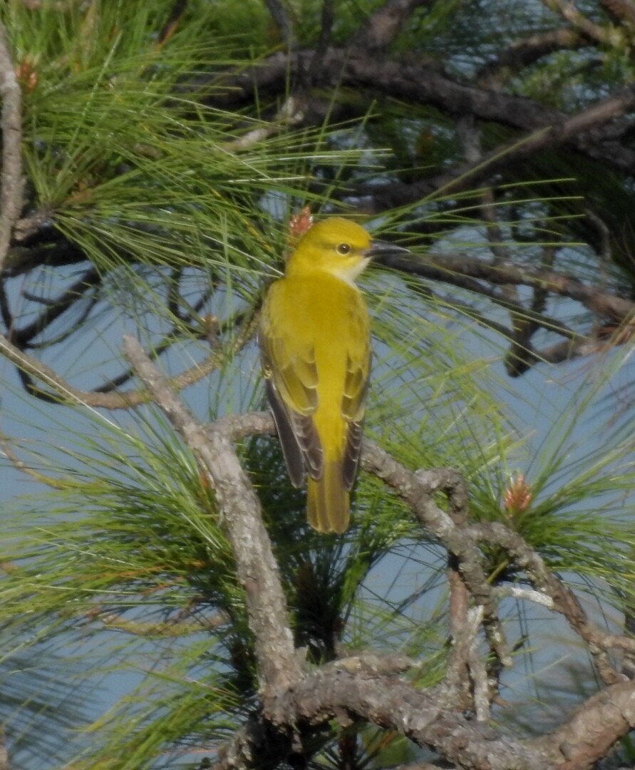 Slender-billed Oriole - ML121070591