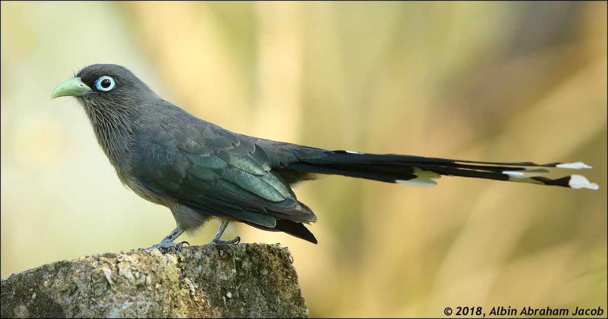 Blue-faced Malkoha - ML121070611