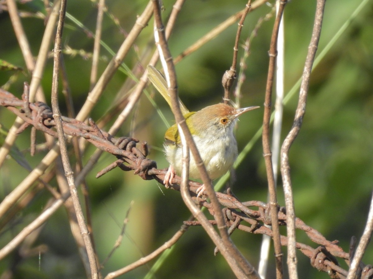 Rotstirn-Schneidervogel - ML121071111