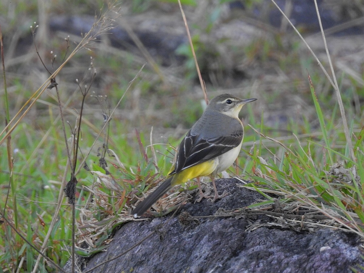 Gray Wagtail - ML121071551