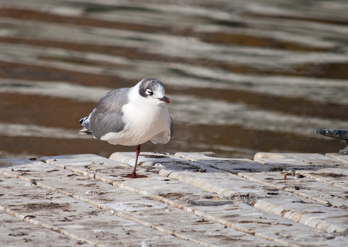 Franklin's Gull - ML121073481