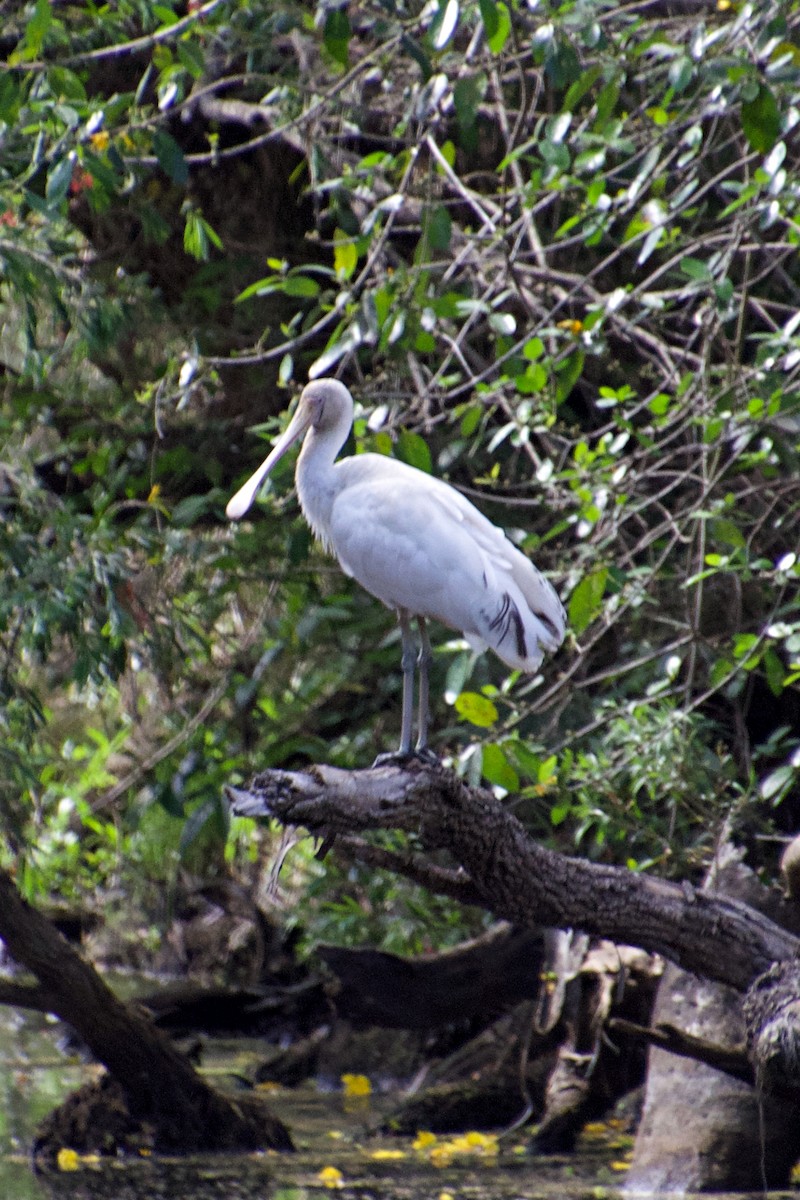 kolpík žlutozobý - ML121075031